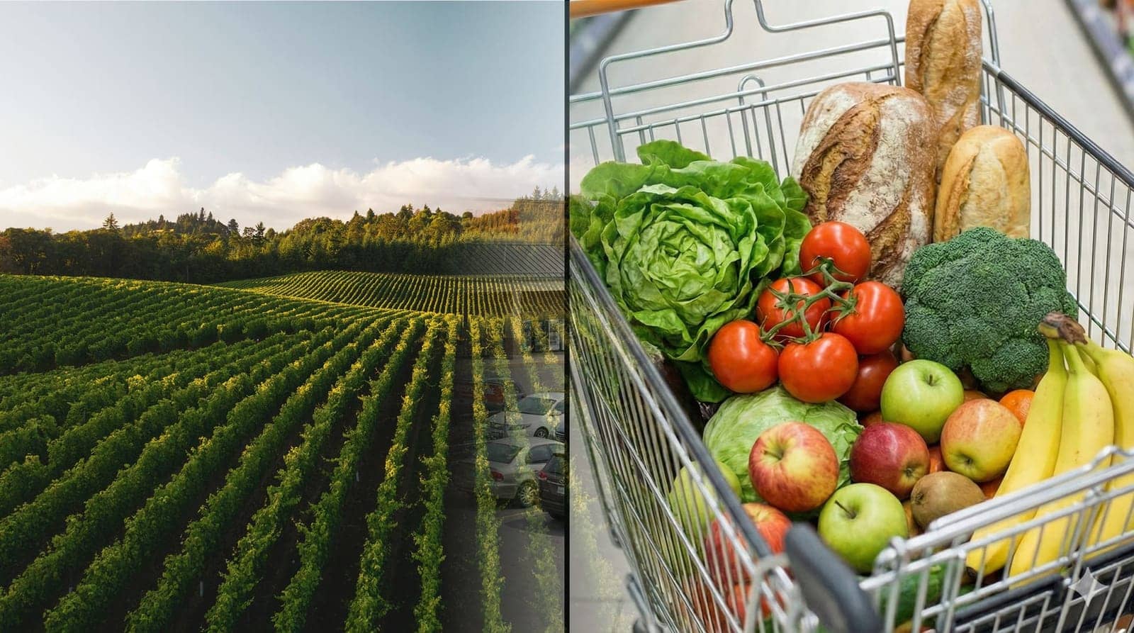 Farm to Table